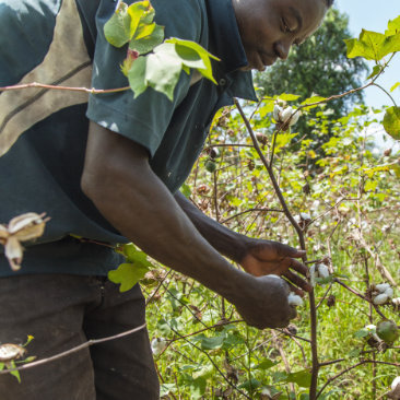 Einladung Vortrag im Cotonea Outlet am 03.01.2026 - Nachhaltigkeit und Bio Baumwolle von Cotonea